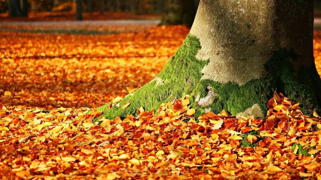 Otoño