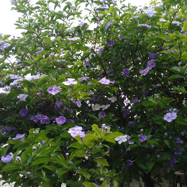 Primavera