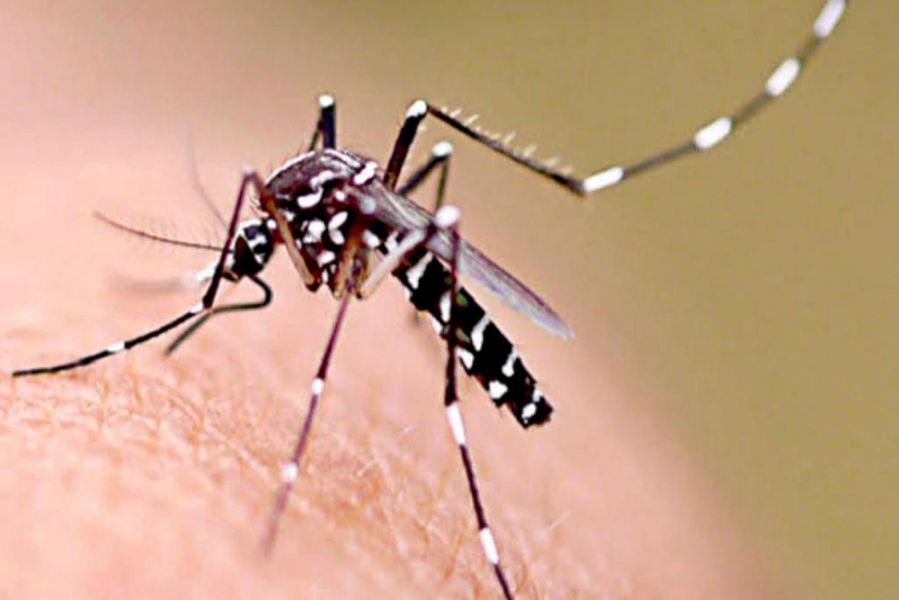 Dengue