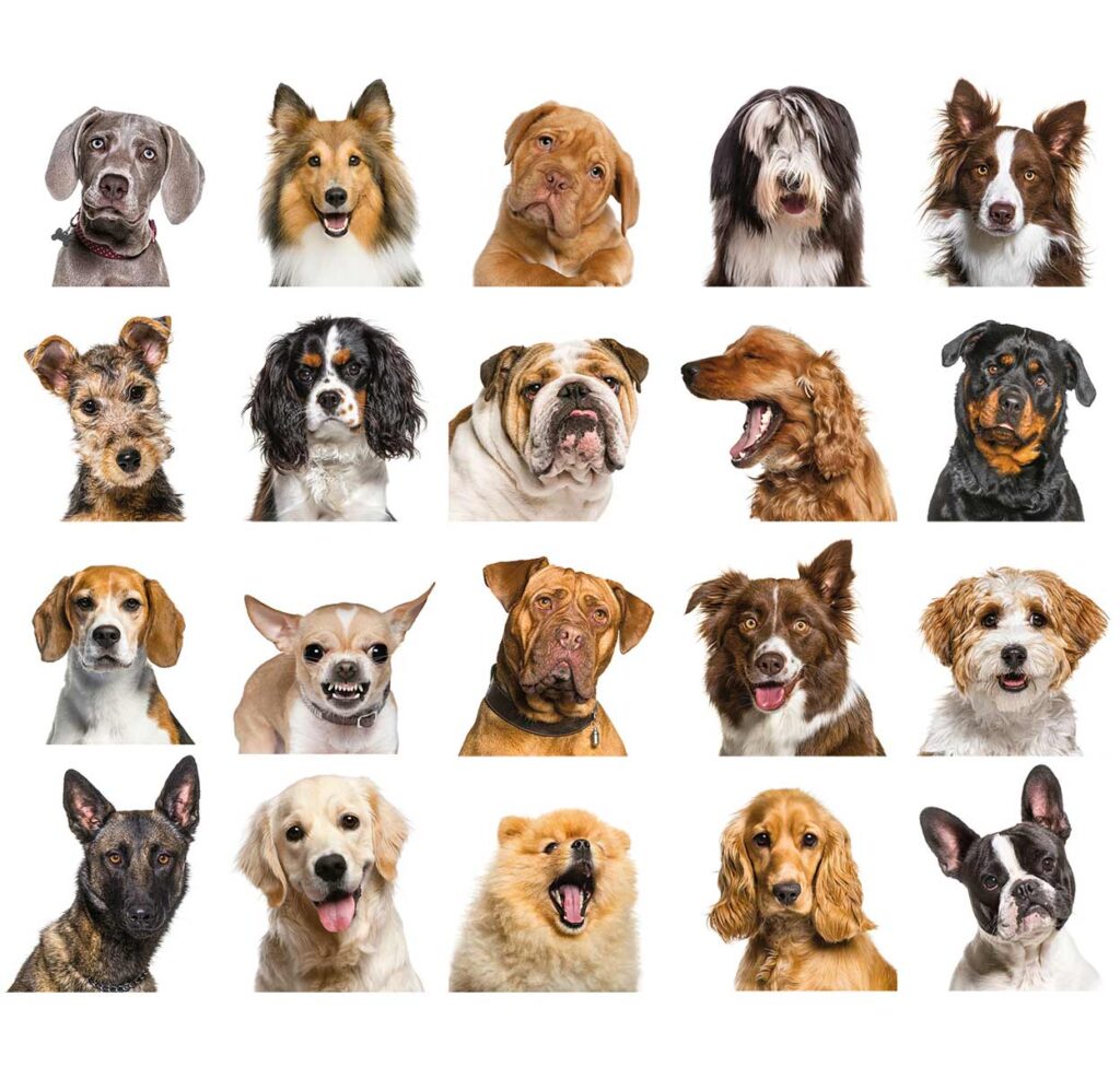 Perros