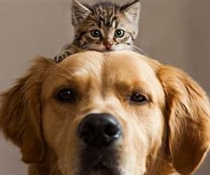 Animales BA